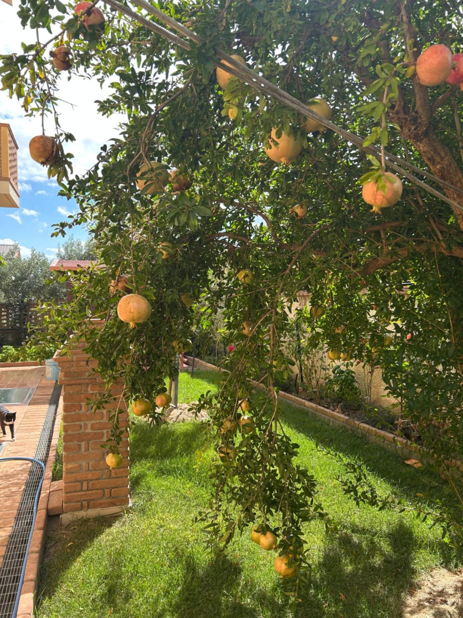 B&B Villa Maria Catanzaro Eksteriør billede